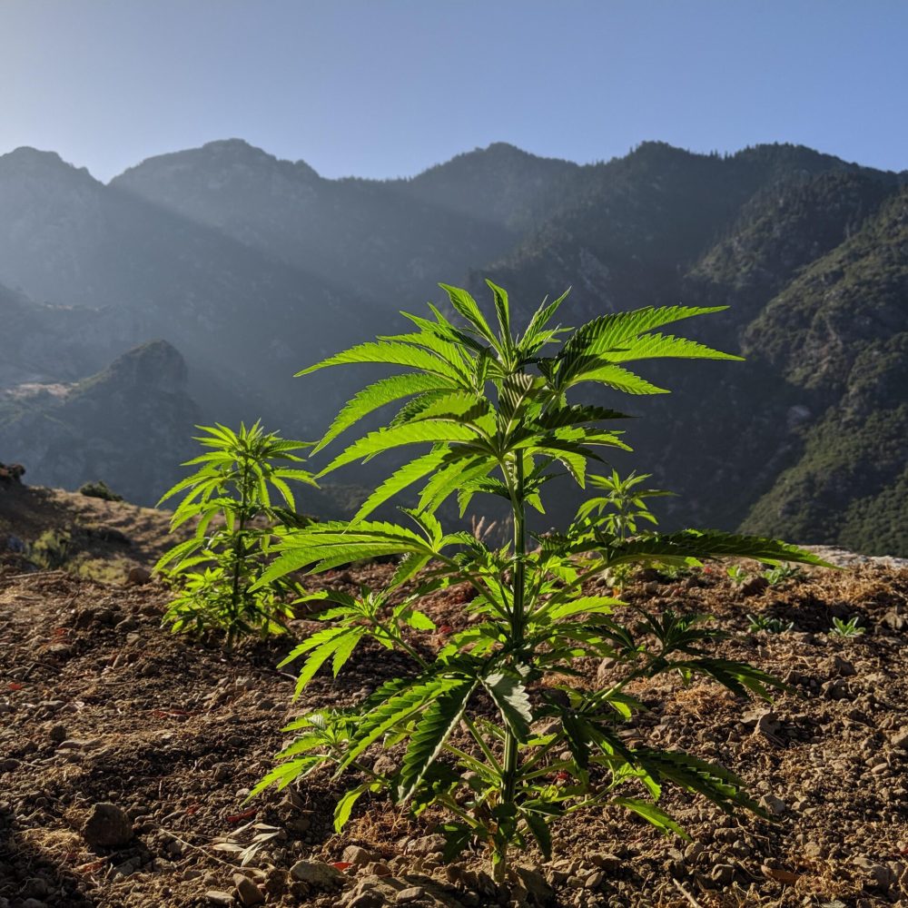 Small cannabis plant growing on a mountain side.